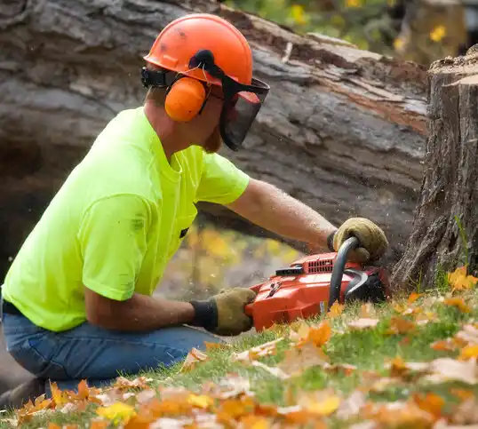 tree services New Hyde Park